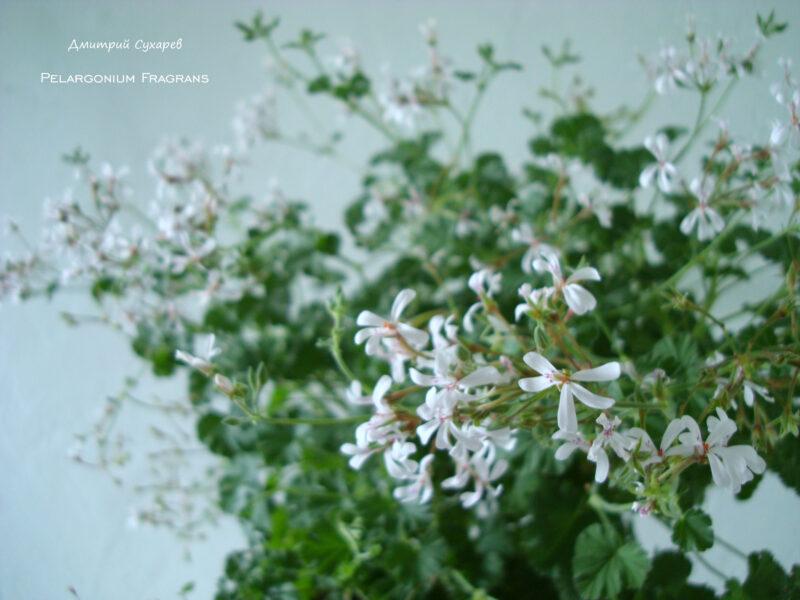 Pelargonium Fragrans