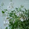 Pelargonium Fragrans