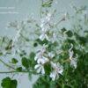 Pelargonium Fragrans