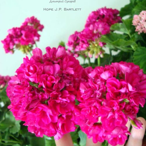 Hope J.P. Bartlett