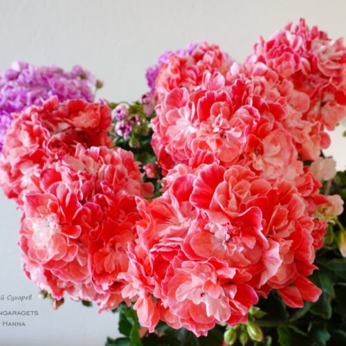 Pelargongaragets Novis Hanna