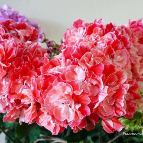 Pelargongaragets Novis Hanna