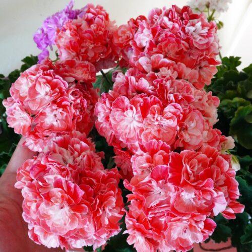 Pelargongaragets Novis Hanna