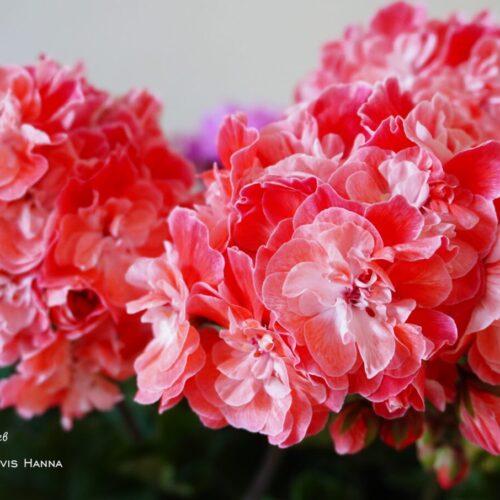 Pelargongaragets Novis Hanna