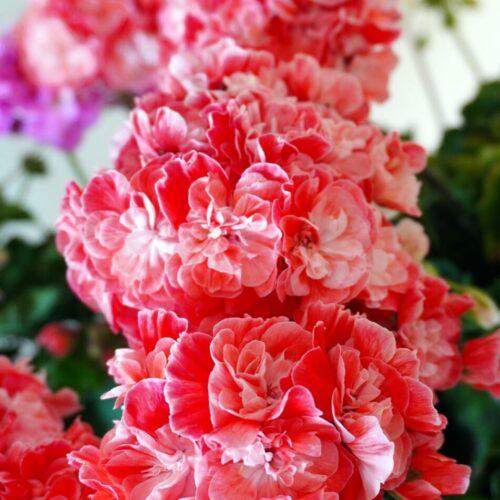 Pelargongaragets Novis Hanna