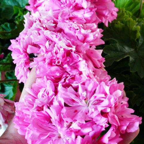 Unicorn Zonartic Rose
