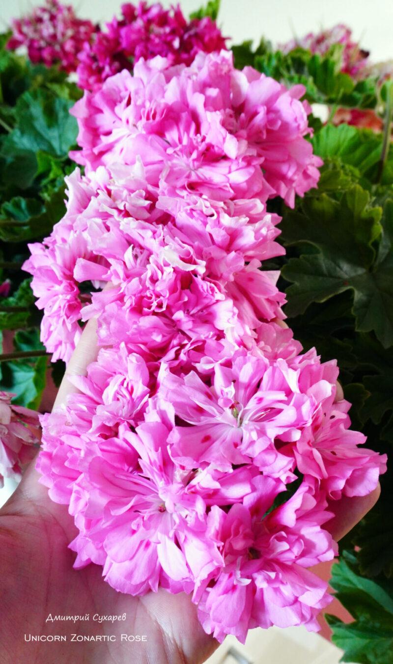 Unicorn Zonartic Rose