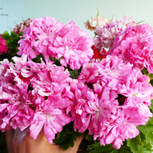 Unicorn Zonartic Rose