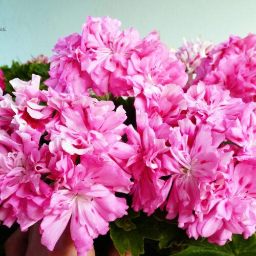 Unicorn Zonartic Rose