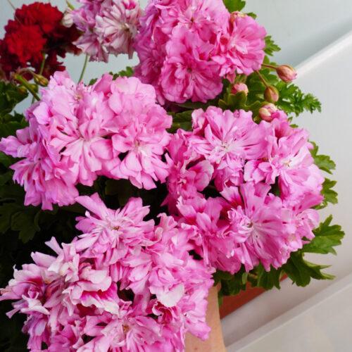 Unicorn Zonartic Rose