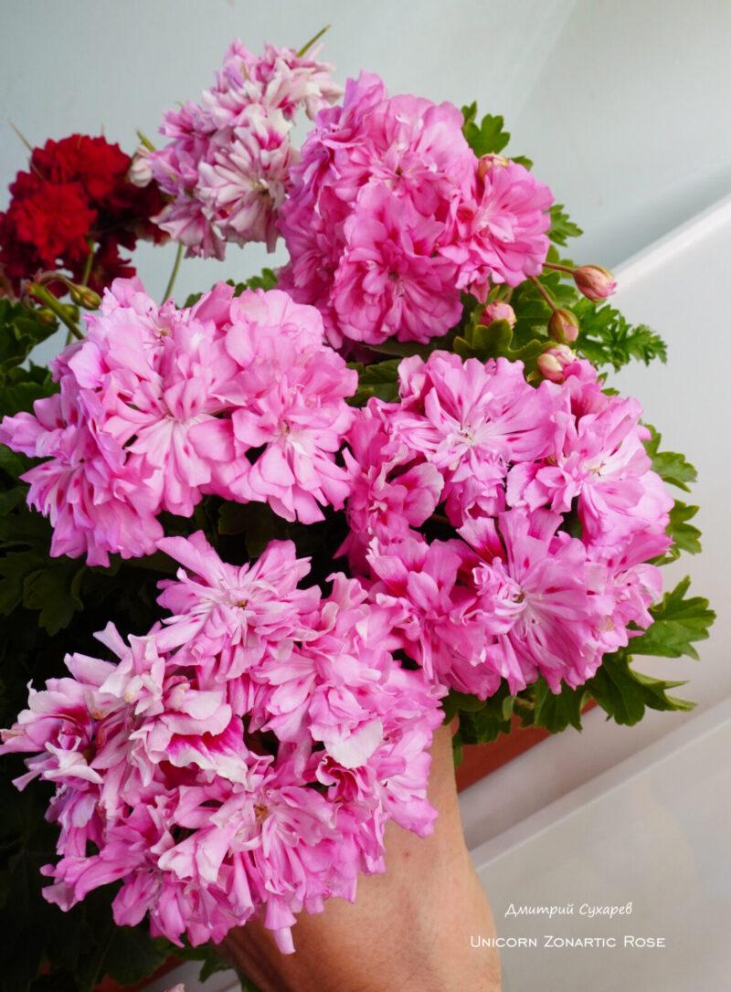 Unicorn Zonartic Rose