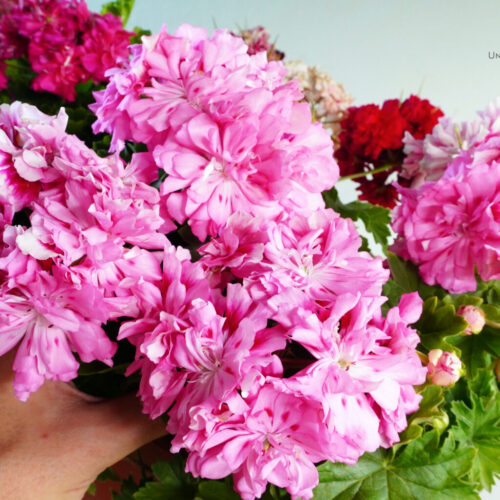 Unicorn Zonartic Rose