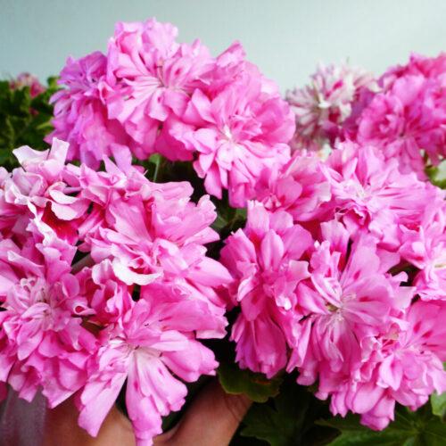 Unicorn Zonartic Rose