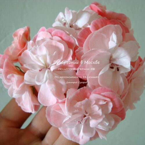 Pelargongaragets ZA Lennart