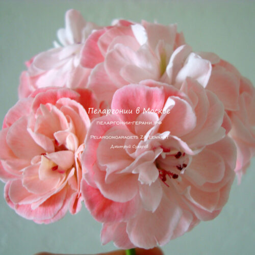Pelargongaragets ZA Lennart