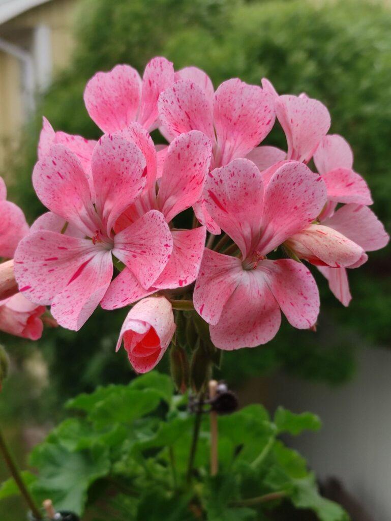 Pelargongaragets Karin