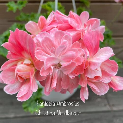 Fantasia Ambrosius