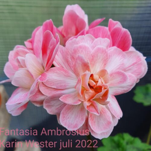 Fantasia Ambrosius