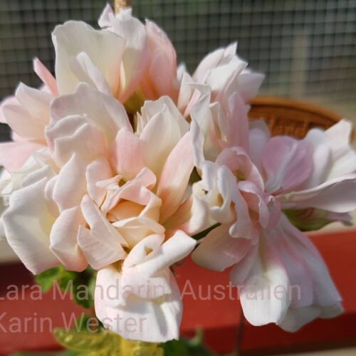 Lara Mandarin Australien