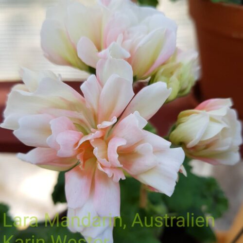Lara Mandarin Australien