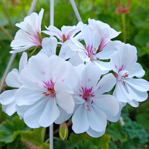 Pelargongaragets Patricia