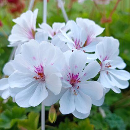 Pelargongaragets Patricia