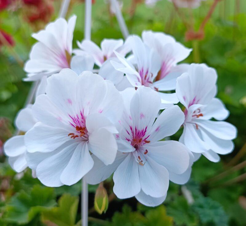 Pelargongaragets Patricia