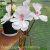 Pelargongaragets Patricia