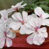 Pelargongaragets Patricia