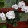 Pelargongaragets Patricia