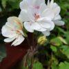 Pelargongaragets Patricia