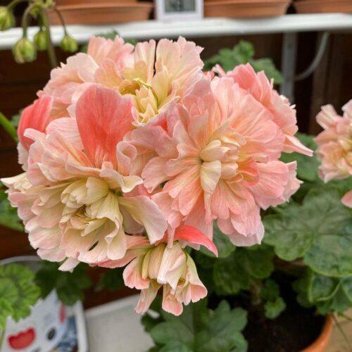 Lili’s Flourella