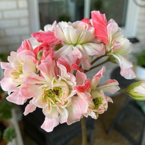 Lili’s Flourella