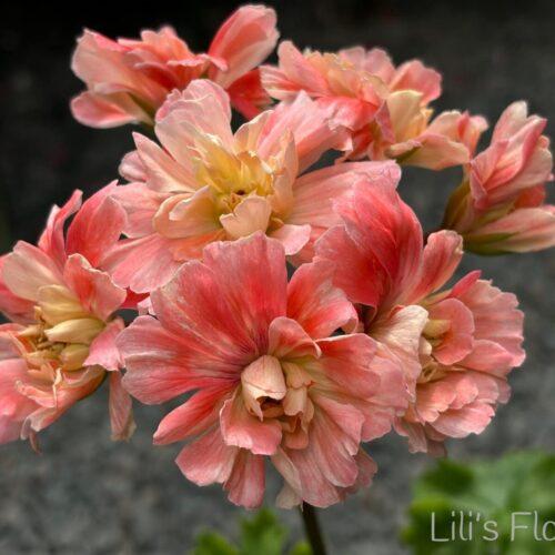 Lili’s Flourella