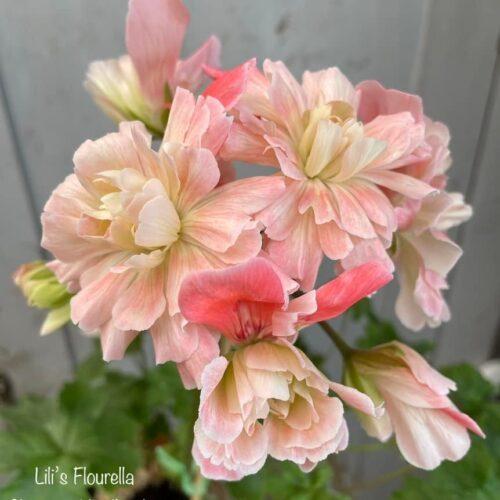 Lili’s Flourella