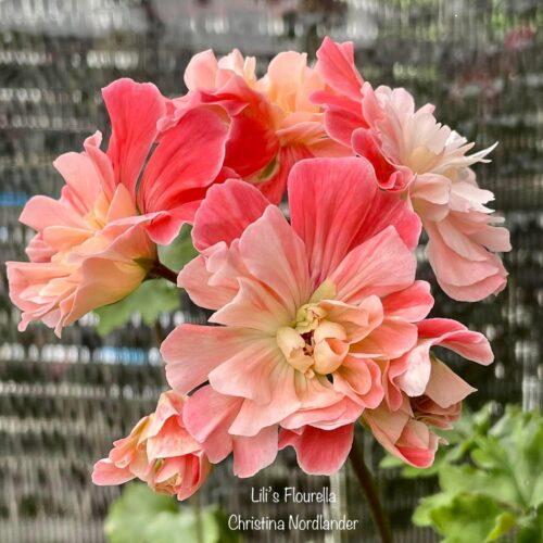 Lili’s Flourella