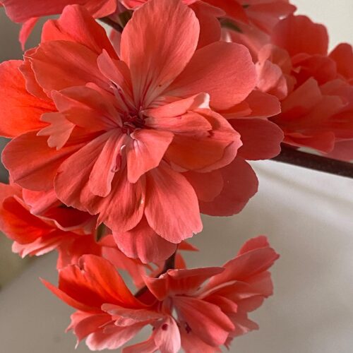 Pelargongaragets Morgan