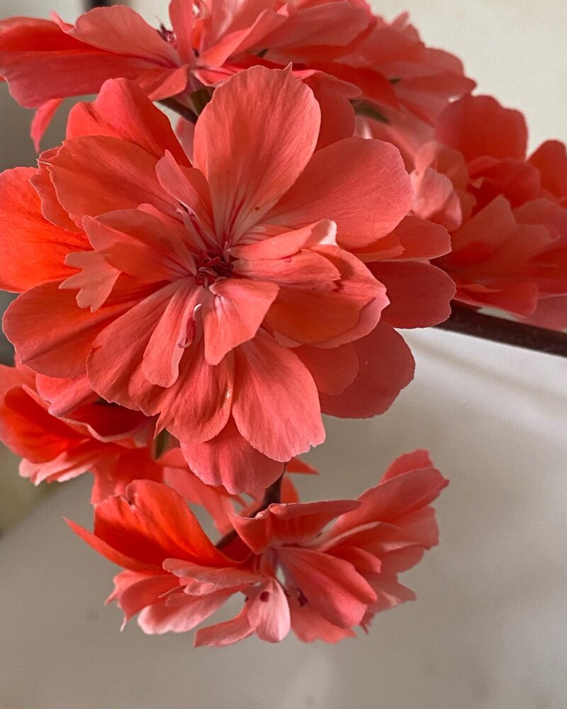 Pelargongaragets Morgan