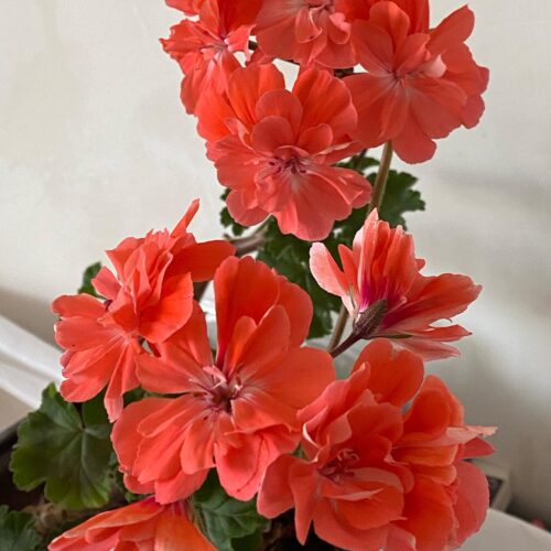 Pelargongaragets Morgan