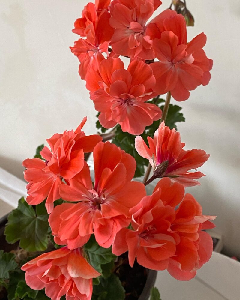 Pelargongaragets Morgan