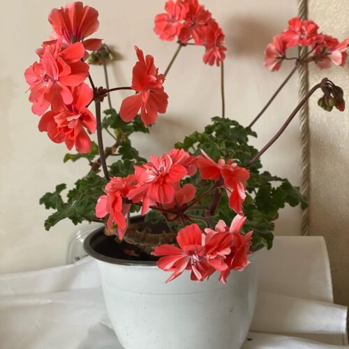 Pelargongaragets Morgan