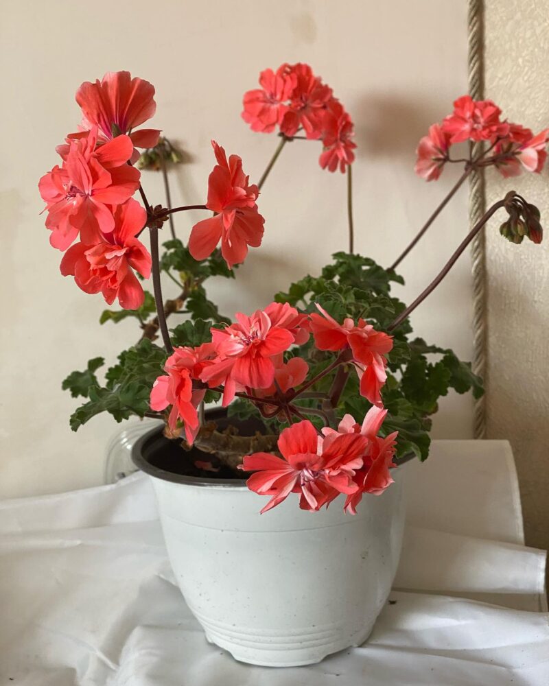 Pelargongaragets Morgan