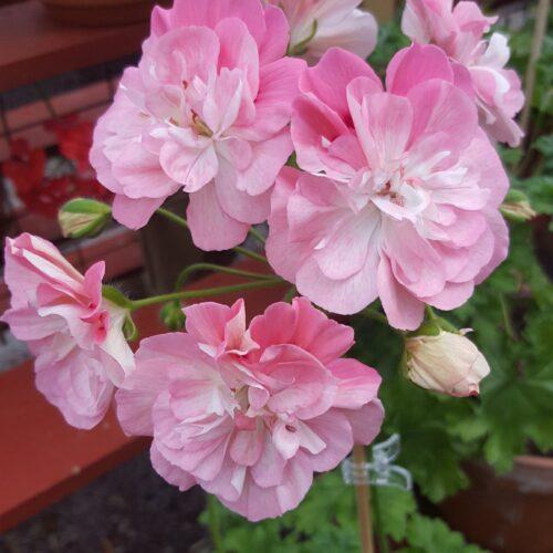 Pelargongaragets Jasmine