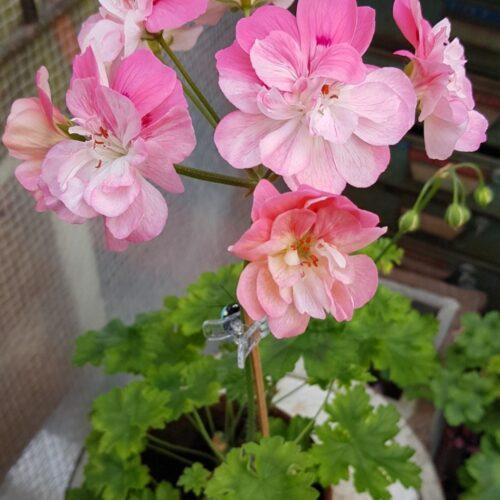 Pelargongaragets Jasmine