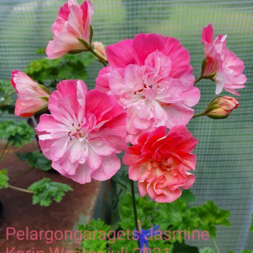 Pelargongaragets Jasmine