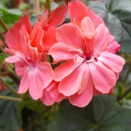 Pelargongaragets Morgan