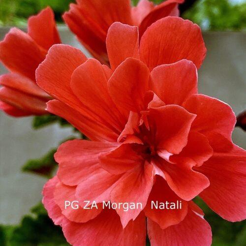Pelargongaragets Morgan