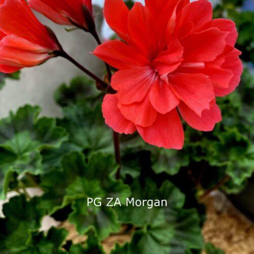 Pelargongaragets Morgan