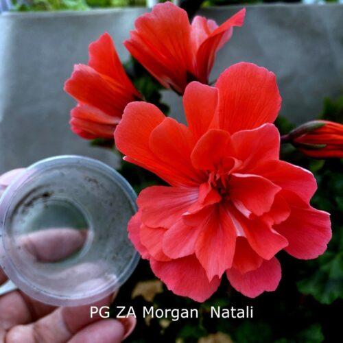 Pelargongaragets Morgan