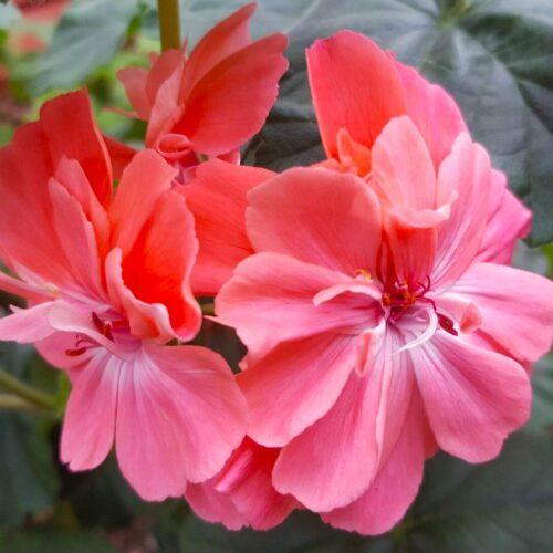 Pelargongaragets Morgan